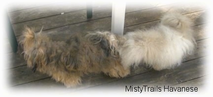 Two dogs standing together on a wooden porch