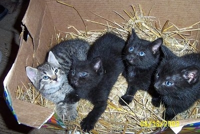 Four Kittens are laying in a cardboard box filled with hay