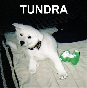 An American White Shepherd Puppy is sitting on a blanket and it is scratching its head. It is next to a toy and overlayed are the words 'Tundra'.