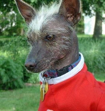 Mayan Hairless Dog