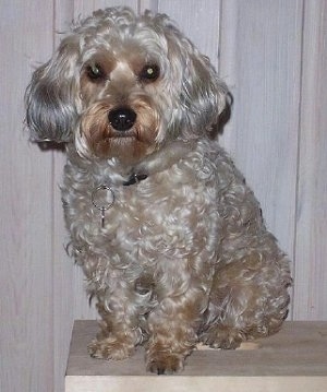 The left side of a curly-coated, grey with tan and brown Yorkipoo that is sitting on a wooden bench and it is looking forward. It has ears that hang down to the sides with long straight hair on them.