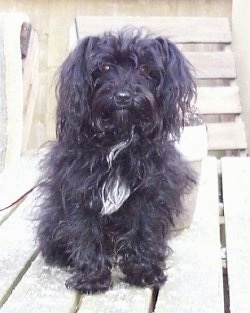 A longhaired, black with white Yorkipoo dog sitting on a wooden porch and it is looking forward. It has ears that hang down to the sides with long black hair on them, a black nose and round dark eyes.