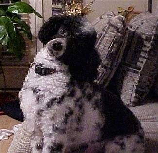 The right side of a thick curly-coated, white and black Yorkipoo that is sitting on a couch and its head is tilted far back to the right. The hair around its muzzle is shaved shorter.