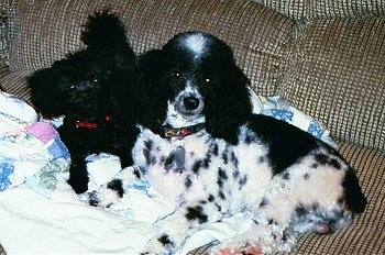 The left side of a white and black Yorkipoo and to the left of it is a smaller black Yorkipoo dog. They are laying on a blanket and they are looking up.
