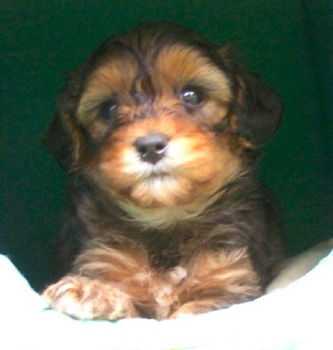 Close up front view - A black and brown thick coated, Yorkipoo dog laying down looking forward. It has a black nose and dark eyes.
