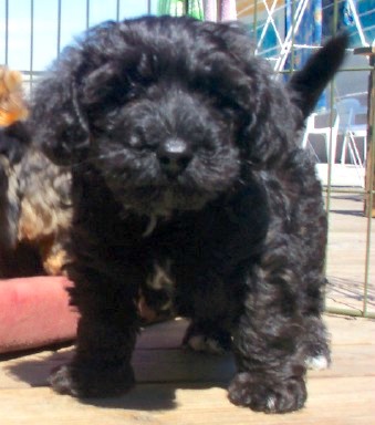 Close up - A black with white Yorkipoo puppy is standing on a concrete porch and it is looking forward. The puppy is all black with a patch of white on its back paw and on its chest.