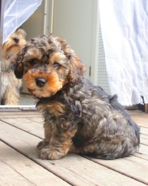 The left side of a thick wavy-coated, black with brown Yorkipoo puppy is sitting across a hardwood porch and it is looking forward. There is another Yorkiepoo behind it looking up sitting inside of a sliding glass door opening.