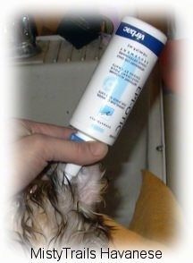 Close up - A white bottle is upside down in a dog's ear.