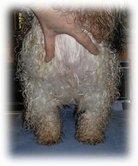 Close up - The chest of a wet with black and white dog that is standing on a towel. The person's hand is pulling the hair of a dog up to show its straight legs.