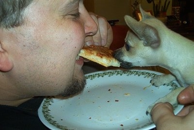 Miss Tootsie Belle the Chihuahua is biting a slice of pizza while a man bites the other end over a plate