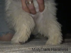 Close up - The backend of a white dog that has bent legs.