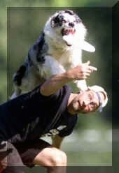 Chris the Australian Shepherd is jumping off of the back of his handler, Frans Van Roij, to catch a frisbee that the handler is throwing