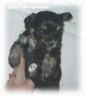 Top down view of a black small puppy that is laying on its back on a blanket. A person is touching the puppy's stomach.