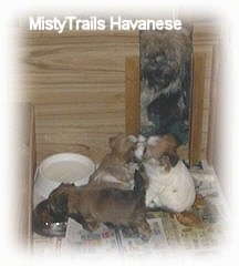 A Puppy is eating out of a bowl. Two puppies behind it are sitting and playing with each other. Behind them is the Dam watching.