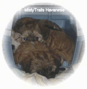 Five puppies are sleeping inside of a crate.