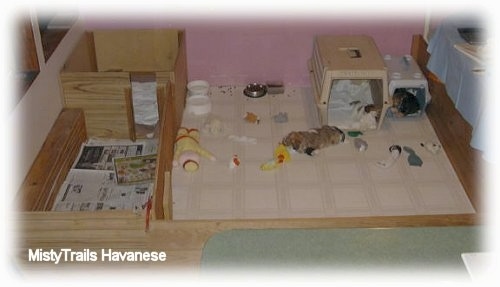 Four puppies are sleeping in crates that are next to each other.