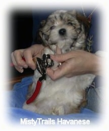 A white with gray Havanese puppy is getting its nail clipped by a person behind it.