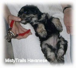 A black with gray Havanese puppy is laying on its back in a ladies lap. The puppy is sniffing the ladies hand as she holds the nail clippers.