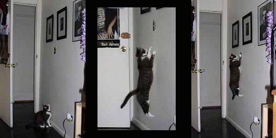 A Series of Photos showing a Mia the Cat jumping up a wall to hit a lightswitch