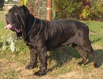 largest mastiff