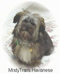 A black with tan and white Havanese is sitting on a rug, it is looking up and its head is slightly tilted to the right.