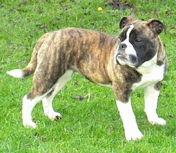 Mollett Victorian Bulldog Dog Breed Information and Pictures