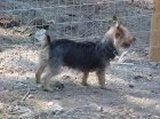 The right side of a black with brown Australian Terrier that is standing across a gravely surface and it is looking to the right.