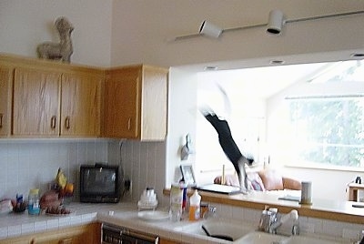 Henry the cat is jumping from the top of a kitchen cabinet to an opening in front of the sink