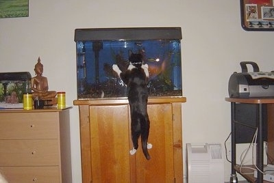 Henry the Cat jumping up at a fish tank to see the fish inside the water with a computer printer to the right and another fish tank to the left