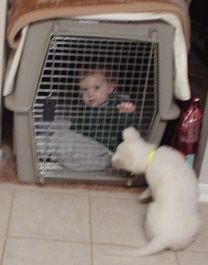 The back of an American White Shepherd puppy that is looking at a child, who is inside a closed dog crate