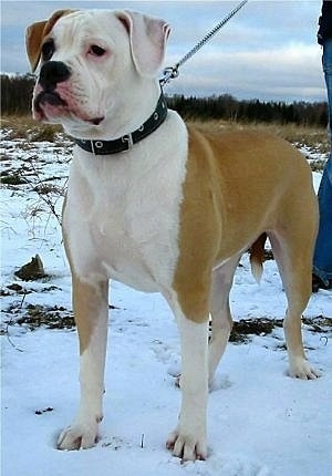 The front left side of a tan with white American Bulldog that is standing across a snowy field. It is looking to the left and there is a person standing behind it holding a leash.