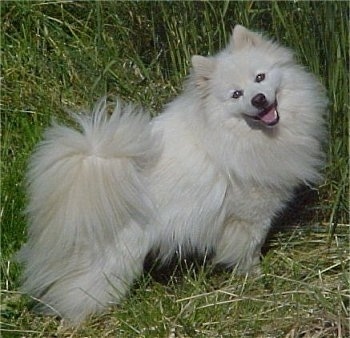 The right side of a white American Eskimo that is standing in large grass with its mouth open and it is looking forward.
