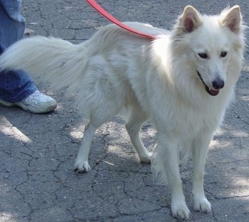 The front right side of a white American Eskimo Dog that is walking on a road with its mouth open and a leash on. There is a person standing behind it.