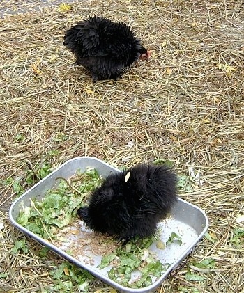 A bantam chicken is standing outside in a pan that has feed and lettuce in it. There is another black chicken behind it pecking at the hay.