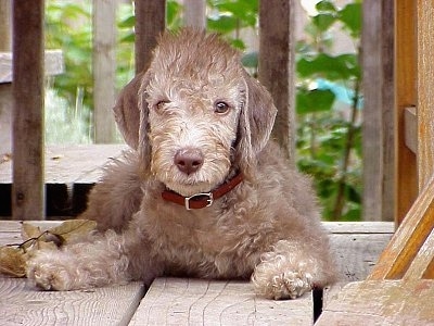 Bedlington Terrier puppy laying on a wooden deck