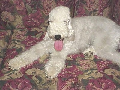 Spirit the Bedlington Terrier Puppy laying on a couch with its mouth open and tongue out