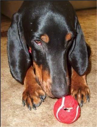 American Black and Tan Coonhound Puppy Dogs. In about 30 seconds, 