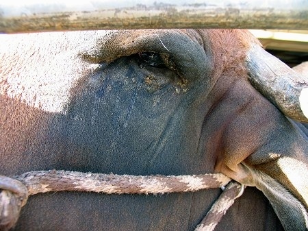 Close Up - The eye of a Brahama Bull.