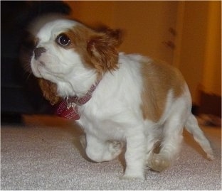 Cavalier King Charles Spaniel puppy is running around inside a house