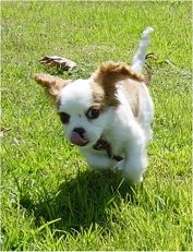 Cavalier King Charles Spaniel puppy is running through grass towards the camera holder and licking its nose