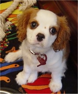 Cavalier King Charles Spaniel puppy is sitting on a rug next to a rope toy. It is looking up at the camera holder