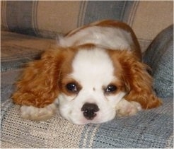 Cavalier King Charles Spaniel puppy is laying on a couch