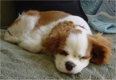 Cavalier King Charles Spaniel puppy is sleeping on a towel on a bed