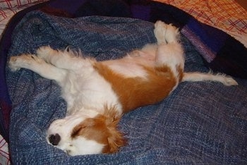 Cavalier King Charles Spaniel puppy is sleeping on a blanket on a bed