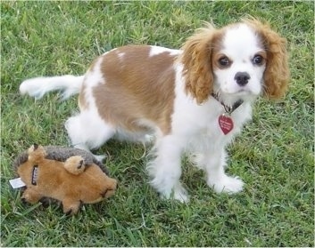 Cavalier King Charles Spaniel Puppy is standing outside next to a hedge hog plush toy