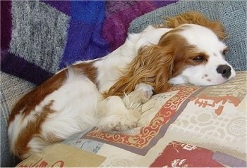 Cavalier King Charles Spaniel puppy is laying on pillows on a couch