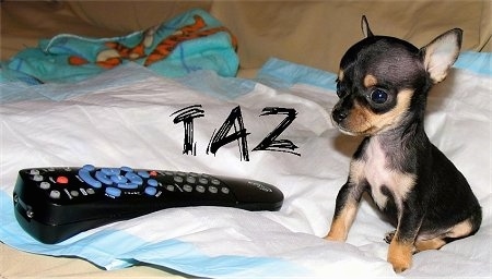Taz the Chihuahua Puppy is sitting on a pee pad. There is a Dish remote in front of it and the remote is larger than the dog. The Word - Taz - is placed on the photo