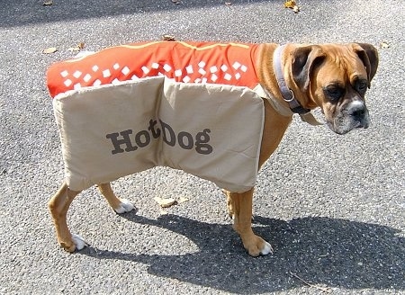 Allie the fawn and black Boxer standing outside in the road in a Hot Dog costume