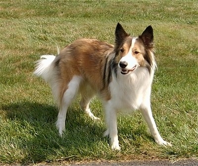 Front side view - A brown and white with black Scotch Collie is standing on grass and it is looking forward. Its mouth is slightly open and the dog looks playful.