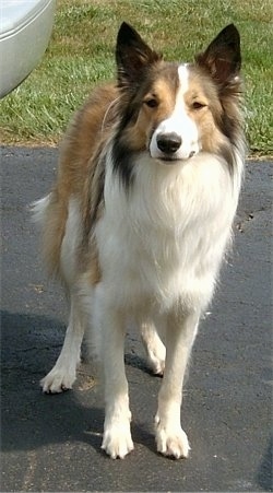 Front view - A pointy perk eared, brown, tan and white Scotch Collie dog is standing on a driveway and it is looking forward.